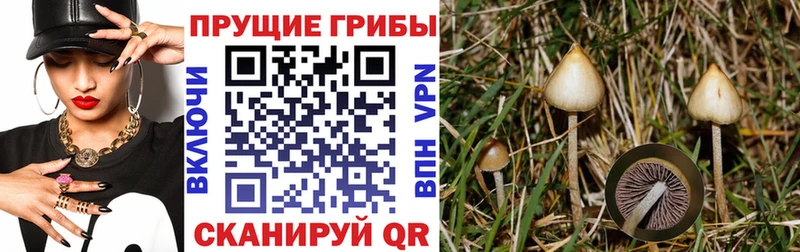 Псилоцибиновые грибы Psilocybe  закладки  Краснокамск 
